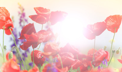 Canvas Print - Field of poppies on a sunset