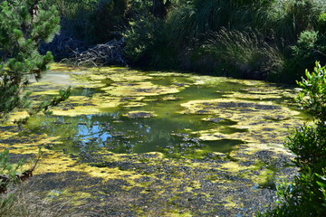 Strong algal bloom in small pond among greenery.