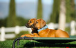 Two Rhodesian Ridgeback puppy dogs outdoor portrait lying down on outdoor bed
