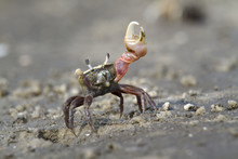 Atlantic Sand Fiddler Crab (Uca Pugilator) Dancing, Hilton Head Island, South Carolina, USA