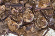A colony of the Geoffroy's bats (Myotis emarginatus) on the ceiling of an abandoned monastery (The Republic of Georgia).