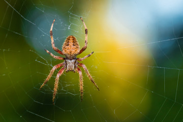 Hairy Spider