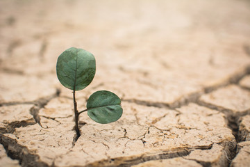 Little green plant on crack dry ground, concept drought