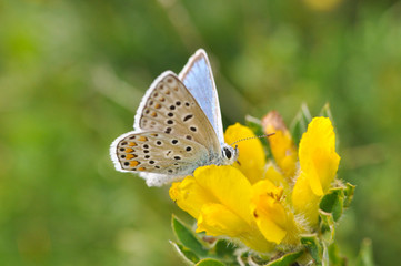 Wall Mural - Common Blue butterfly - polyommatus icarus. Isolated butterfly on grass with a beautiful green background. 