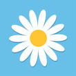 © worldofvector - White daisy chamomile. Cute flower plant collection. Love card. Camomile icon Growing concept. Flat design. Blue background. Isolated.