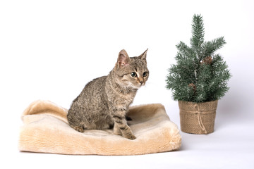 Wall Mural - Adorable gray cat resting