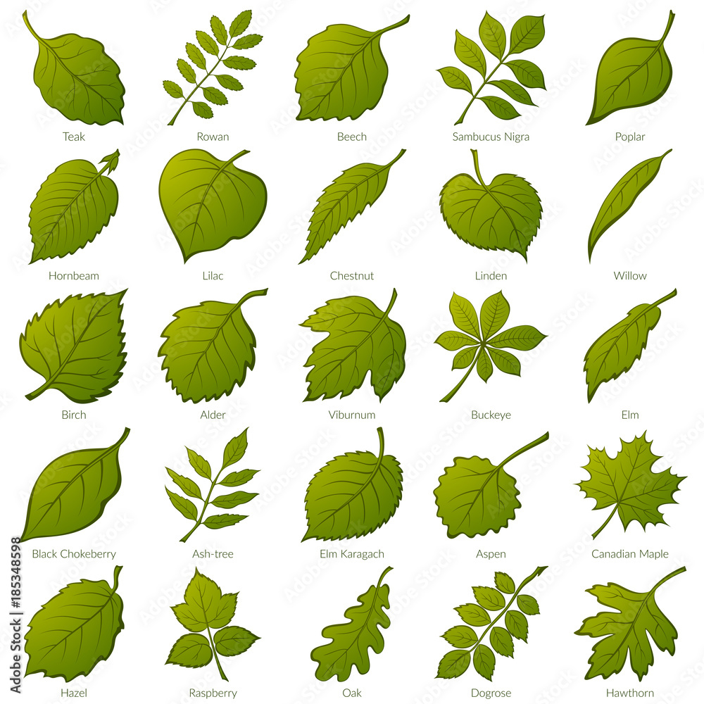 Set of Green Leaves of Various Plants, Trees and Shrubs, Nature Icons for Your Design. Vector - obrazy, fototapety, plakaty 