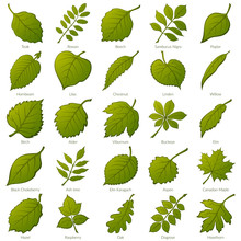 Set Of Green Leaves Of Various Plants, Trees And Shrubs, Nature Icons For Your Design. Vector
