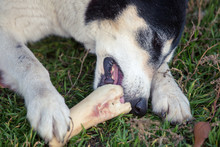 Large White Black Dog Color Gnaws Bone Lying On Grass. Dog Eats Bone On Tgrass On Street