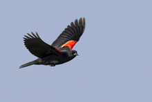 Male Red-winged Blackbird (Agelaius Phoeniceus) Flying, Galveston, Texas, USA.