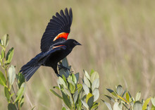 Male Red-winged Blackbird (Agelaius Phoeniceus) Singing, Galveston, Texas, USA.