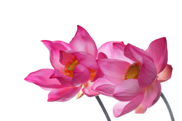 Wall Mural - blooming lotus flower isolated on white background.