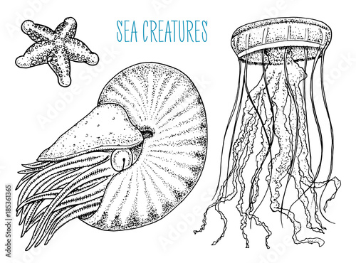 Fotografie, Obraz sea creature nautilus pompilius, jellyfish and starfish