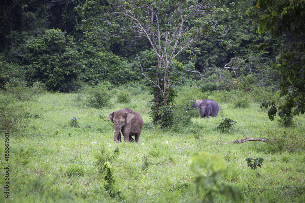 wild-elephants-live-in-deep-forest-at-kui-buri-national-park-thailand