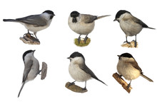  Collage Of Marsh Tit (Poecile Palustris) Isolated On A White Background. Little Gray Bird Isolated On A White Background