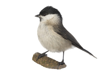 Wall Mural - isolate marsh tit (Poecile palustris). marsh tit (Poecile palustris) isolated on a white background