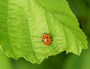 Wall Mural - ladybug on green leaf