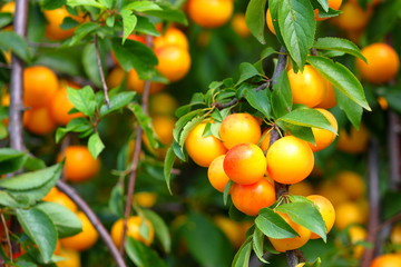 shiny fresh yellow mirabelle plums fruit on tree branch in summer time. fruits and vitamins