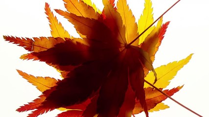 stop motion view of maple leaves on a white