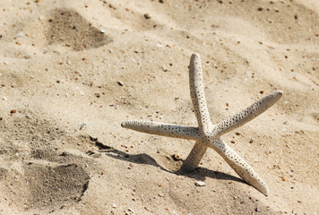 starfish on the sandy beach