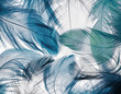canvas print picture -  background of the many beautiful natural bird feathers of various shape blue color