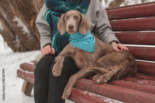 Longhaired Weimaraner Buy This Stock Photo And Explore Similar