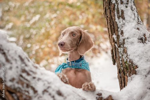 Longhaired Weimaraner Buy This Stock Photo And Explore Similar