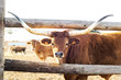 ox  barrosa race of Portugal  in  cattle farm 