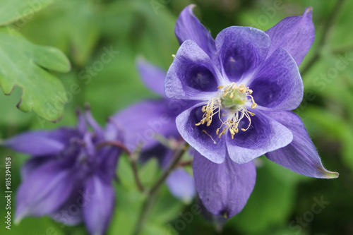 Cuadros en Lienzo violette Blume mit 5 geöffneten Kelchen, Akelei, Aquilegia x caerulea