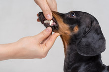 Inspecting Dachshund Dog Teeth On The Gray Background