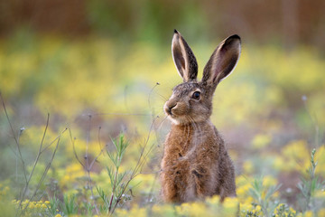 european hare stands in the grass and looking at the camera. lepus europaeus