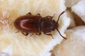 beetle Cryptophagus of the family Cryptophagidae, the silken fungus beetles, pests of some stored products as dried mushrooms and grain