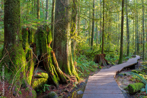 Fotografía Hiking Trail Through Forest in Lynn Canyon Park Vancouver BC Canada