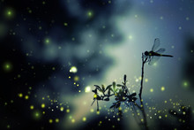 Abstract And Magical Image Of Dragonfly Silhouette And Firefly Flying In The Night Forest. Fairy Tale Concept