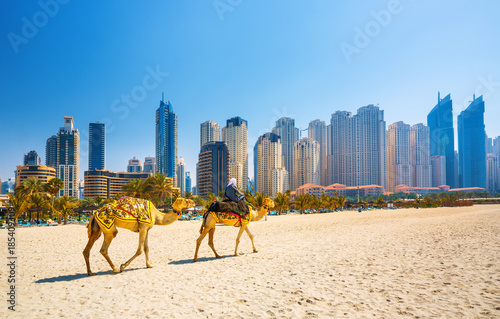 The camels on Jumeirah beach and skyscrapers in the backround in Dubai,Dubai,Un Wallpaper Mural
