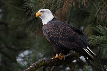 bald eagle at higgen's point