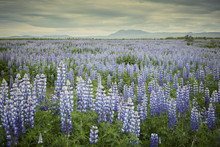 Lupines In A Field In Iceland