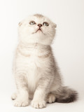 Fototapeta Zwierzęta - Little scottish fold kitten on white background
