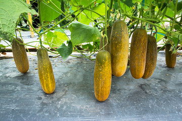 Wall Mural - yellow color cucumber growing at farm background