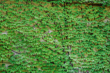 Canvas Print - Wall covered with green leaves