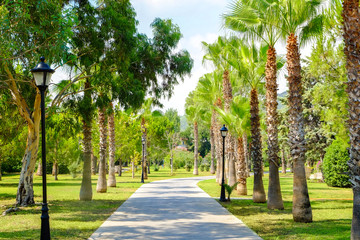 Poster - Alley with tropical palms at resort