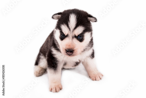 buy baby husky