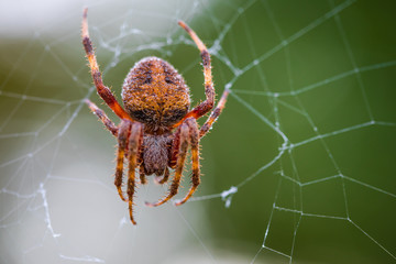 Spider covered in Dew