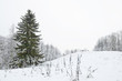huge spruce hill. winter landscape