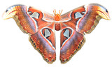 Fototapeta Desenie - Beautiful big butterfly, Giant Atlas Moth, Attacus atlas, insect in green nature habitat, Asia