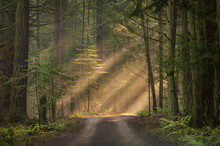 Sunlight Shining Through A Forest On A Foggy Morning. Light Rays Streaming Through The Fog Illuminates The Fir And Cedar Trees On A Country Dirt Road.