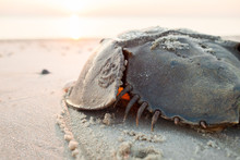 Horseshoe Crab Crawling Back To The Ocean