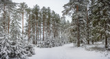 Fototapeta Na ścianę - Pine-spruce forest in winter