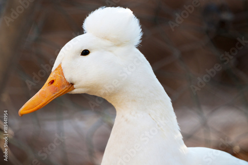 tête du canard à pompon blanc - Acheter cette photo libre de droit et