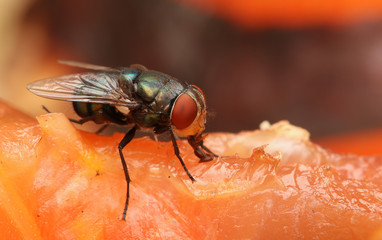 Wall Mural - Housefly